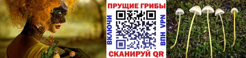 blacksprut Моздок Псилоцибиновые грибы ЛСД закладки